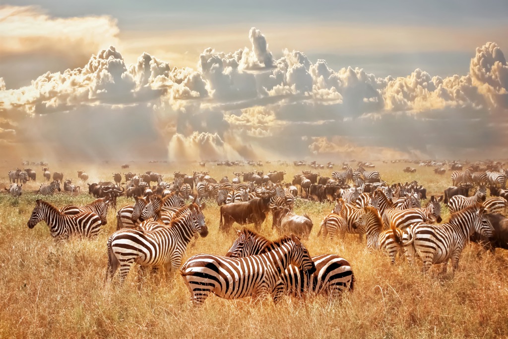 Serengeti