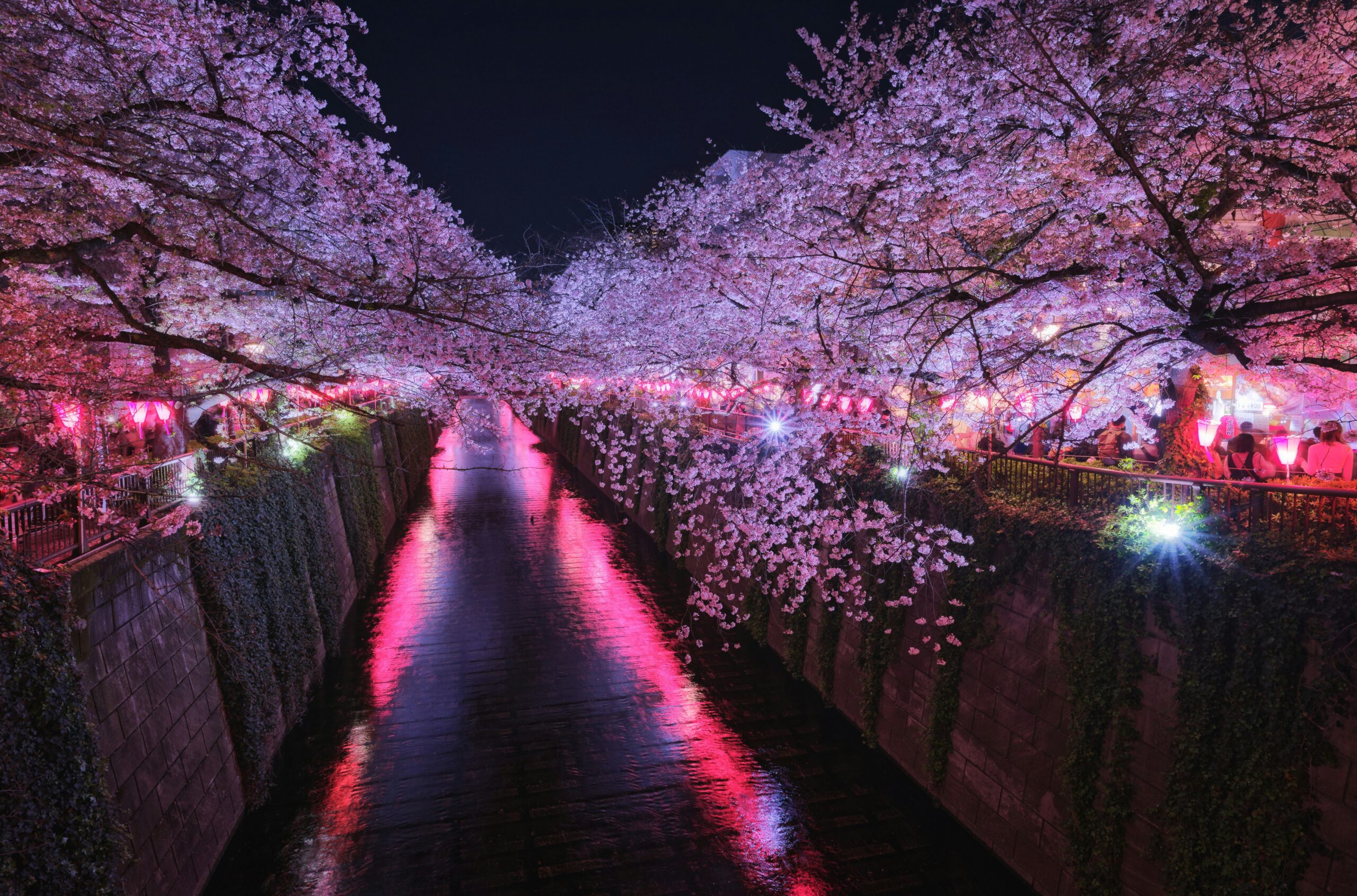 Tokyo Cherry Blossoms